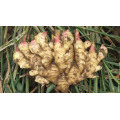 New Crop China Fresh Ginger/Air Dried Ginger of 250g Plus